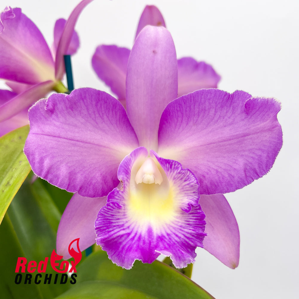 Laeliocattleya Susan Holcombe 'Yellow & Red' X Lc. Suksan's Fancy