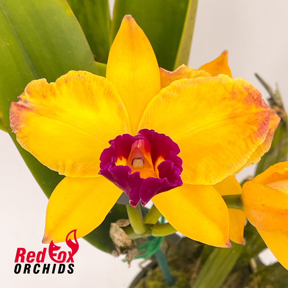 Potinara Topaz Quaint 'Blush Tips' X Blc. Burbank Mariner