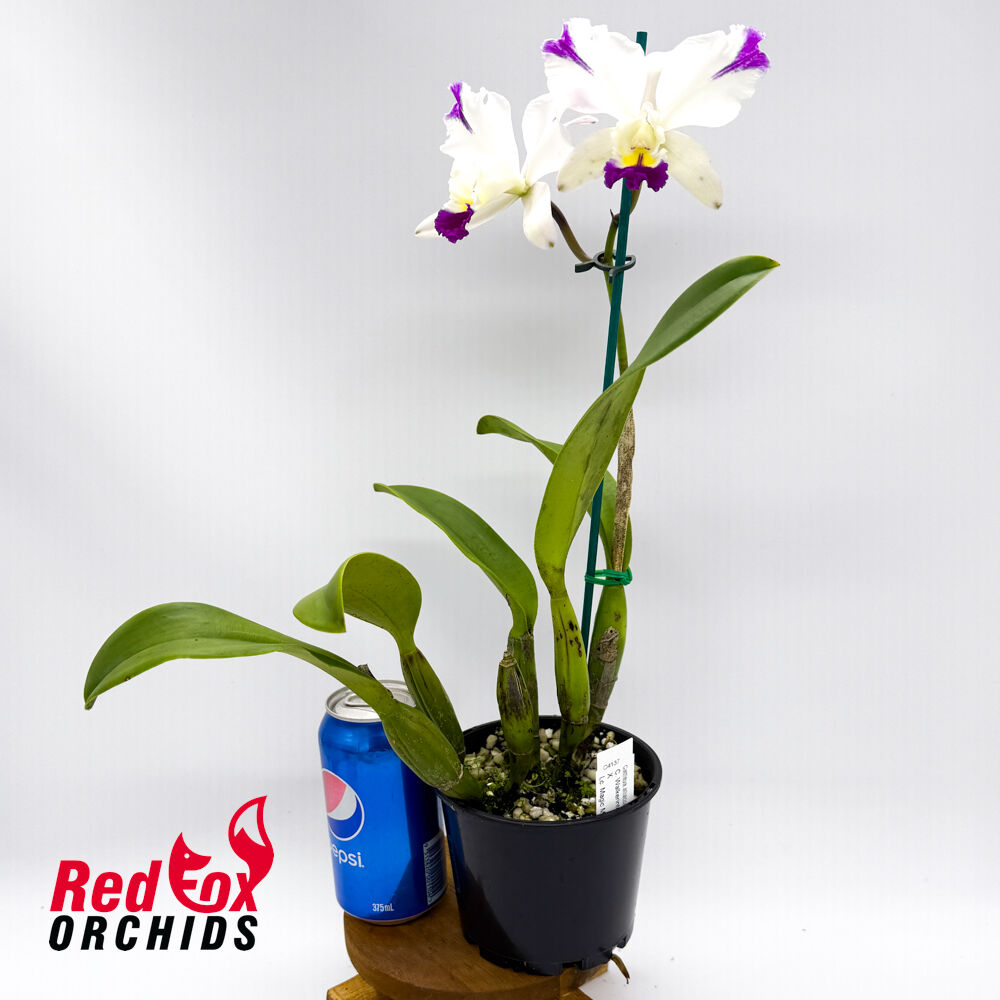 Cattleya Walkerinter 'Splashtastic' X Lc. Magic Melody