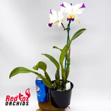 Cattleya Walkerinter 'Splashtastic' X Lc. Magic Melody