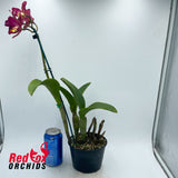 Sophrolaeliocattleya Duckitt Ruby 'Tall Red' X C. Topaz Acclaim