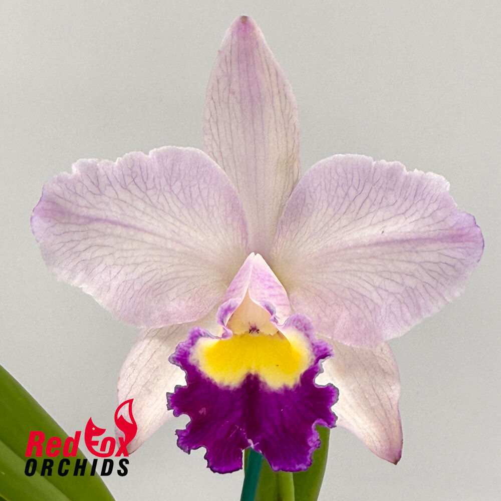 Brassolaeliocattleya Topaz Classic X Blc. Margaret Goldston 'Caramel'