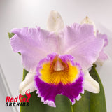 Brassolaeliocattleya Dal's Horizon 'Rosie' X Blc. Margaret Goldston Caramel'