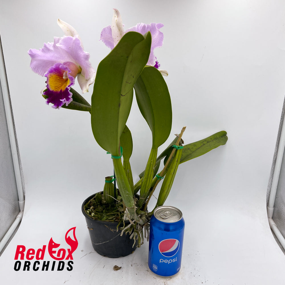 Brassolaeliocattleya Dal's Horizon 'Rosie' X Blc. Margaret Goldston Caramel'