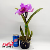 Cattleya Horace 'Maxima' X Blc. Burdekin Dream 'D.J.'