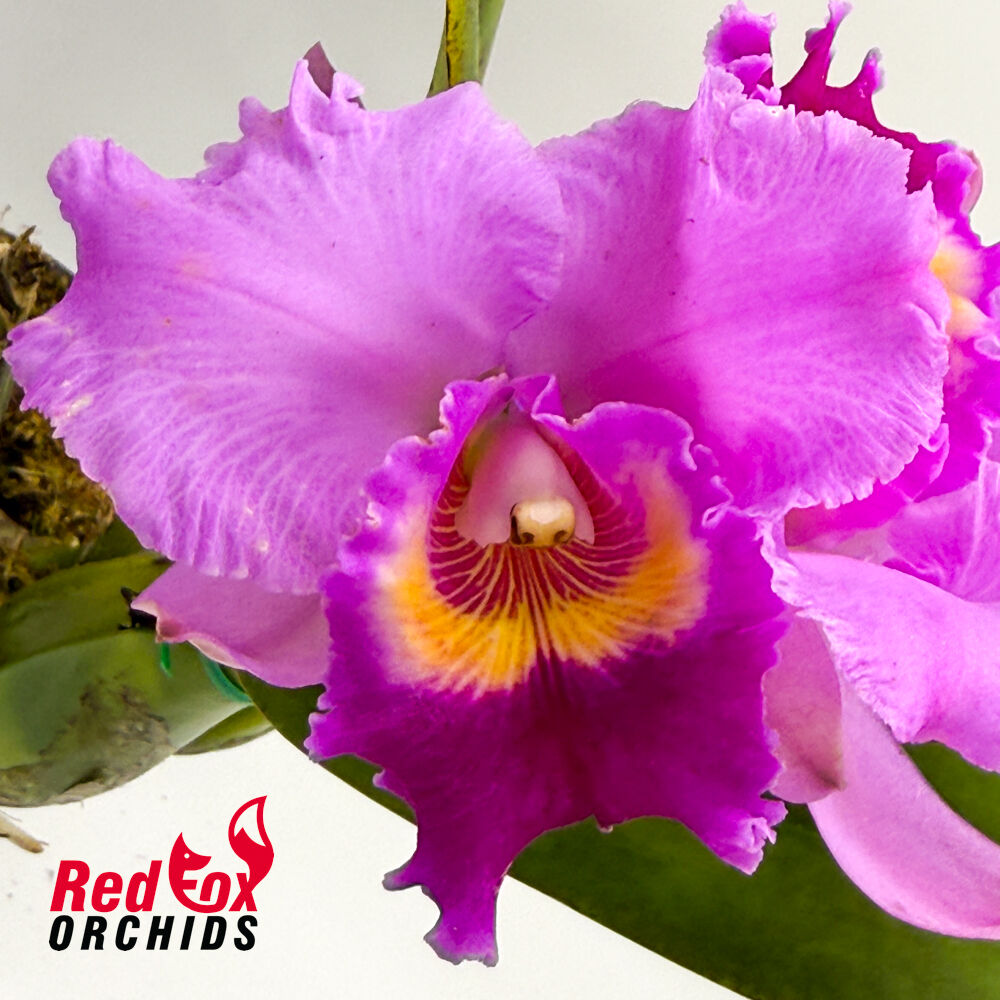 Cattleya Horace 'Maxima' X Blc. Burdekin Dream 'D.J.'