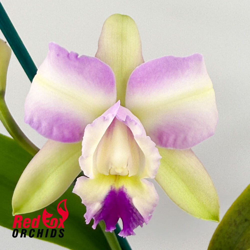Cattleya Philip Streeter