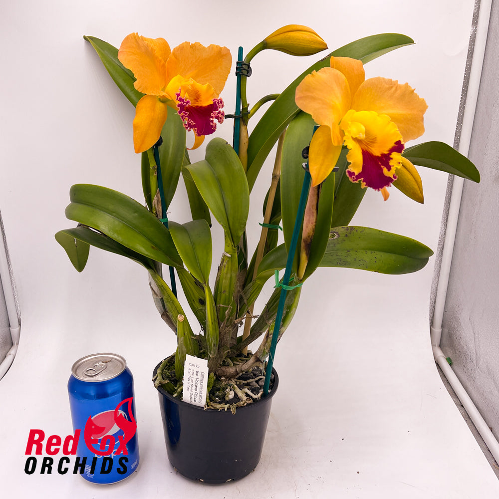Brassolaeliocattleya Volcano Prince