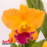 Brassolaeliocattleya Volcano Prince