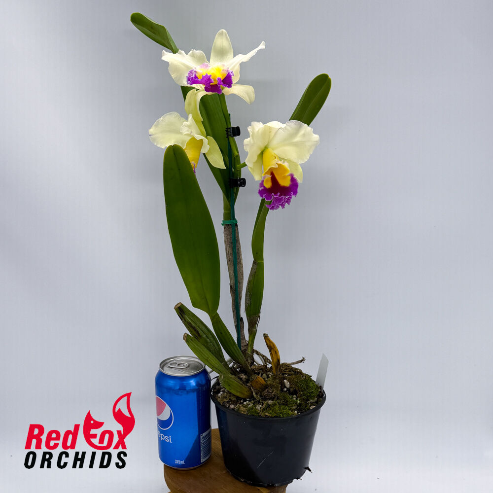 Brassolaeliocattleya Glenn Maidment X Pot. King Midas' Gold
