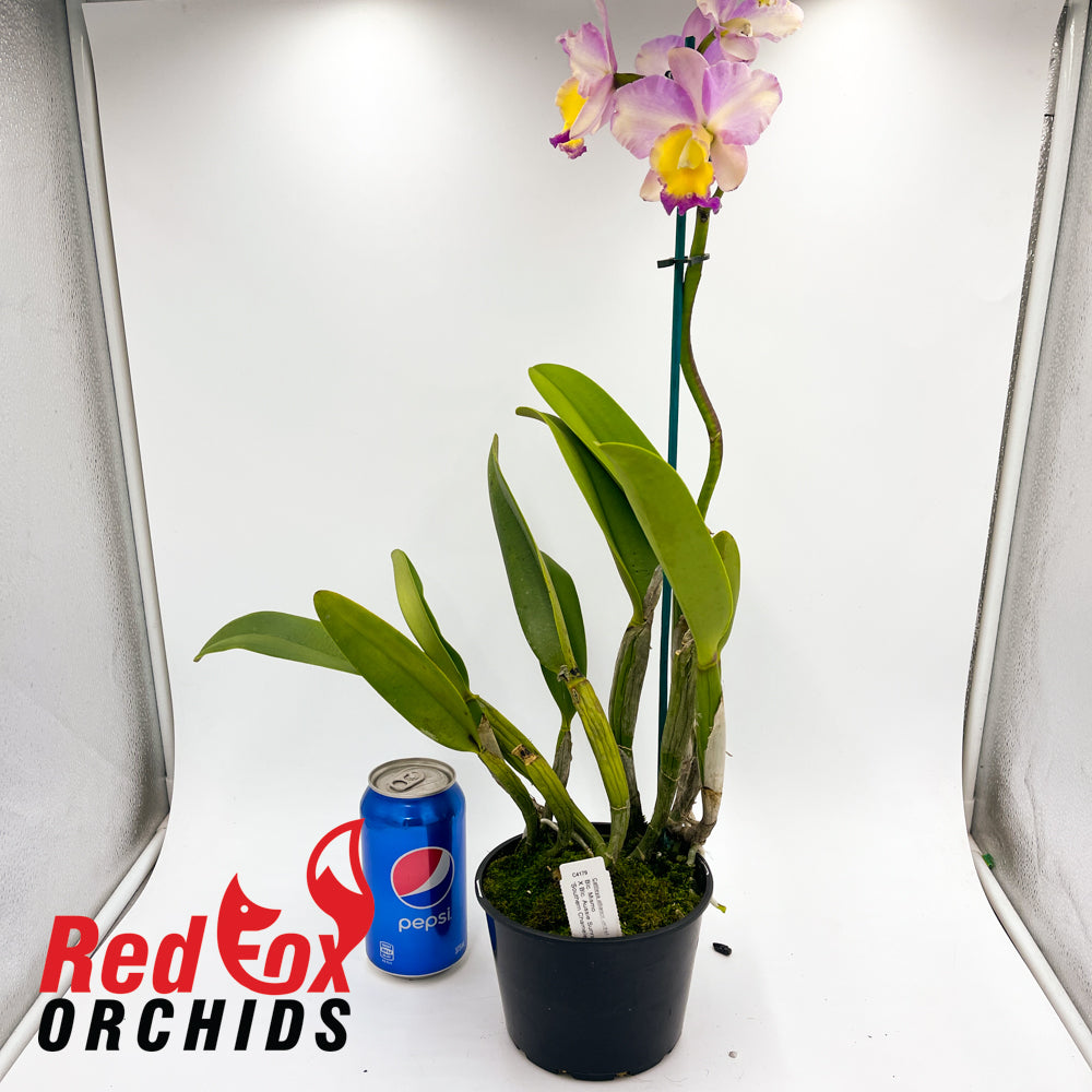 Brassolaeliocattleya Mismo x Aussie Sunray T'nt 'Southern Chameleon'