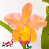 Brassolaeliocattleya Mismo X Blc. Miami Gold 'Mendenhall'