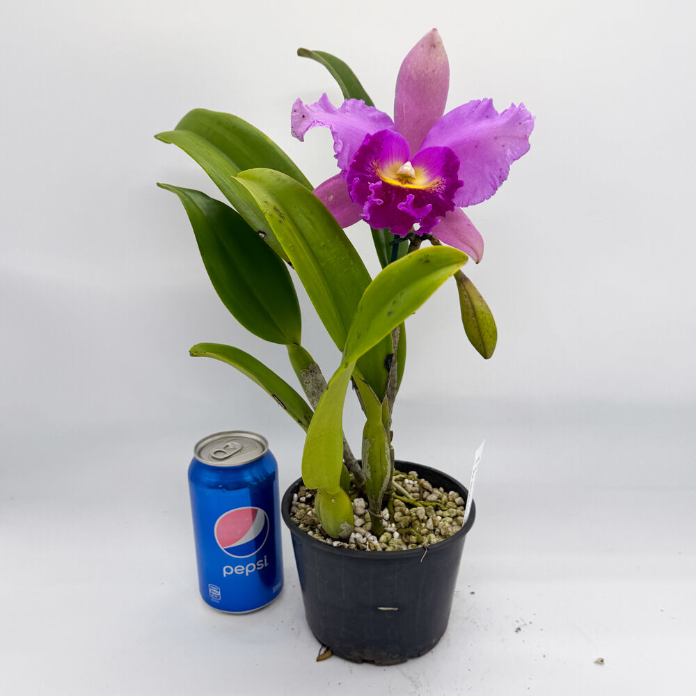 Cattleya Horace 'Maxima' X Potinara Hsinying Pink Doll 'Hsinying'