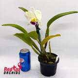 Brassolaeliocattleya Topaz Impact 'Good Compact' X Blc. Burdekin Snowdrift 'Big Semi-Alba'