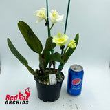 Brassolaeliocattleya Momilani Rainbow 'Buttercup' X Blc. Topaz Joy 'Daffodil'