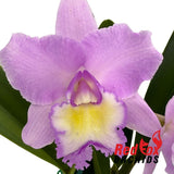 Brassolaeliocattleya Topaz Dancer 'Coral' x Laeliocattleya Suksan's Fancy