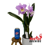 Brassolaeliocattleya Topaz Dancer 'Coral' x Laeliocattleya Suksan's Fancy