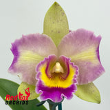 Brassolaeliocattleya Momilani Rainbow 'The Gypsy' x Roy Maidment