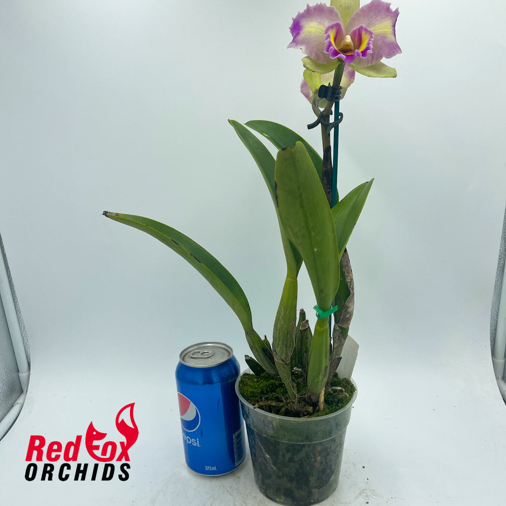 Brassolaeliocattleya Momilani Rainbow 'The Gypsy' x Roy Maidment