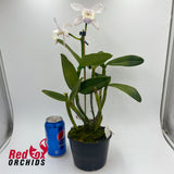 Cattleya Betsy's Azure Sea 'Big & Spots' x intermedia coerulea aquinii