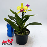 Brassolaeliocattleya Lovely Toshie 'H&R' X Blc. (Haw Yuan Beauty X Melody Fair) 'V.Good Semi Alba Splash'
