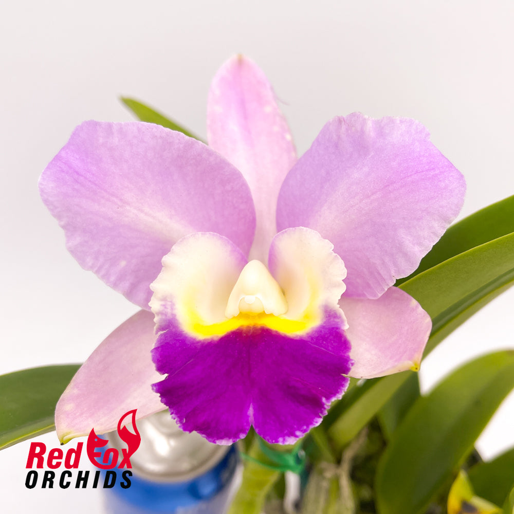 Cattleya walkeriana alba 'Heritage' X Blc. (Haw Yuan Beauty X Melody Fair)
