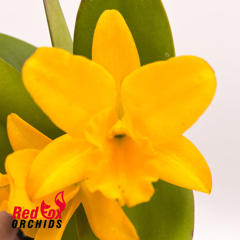 Brassolaeliocattleya Gold Fire