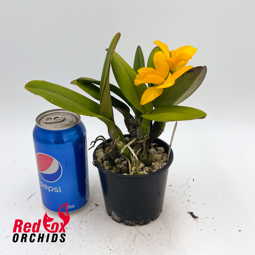 Brassolaeliocattleya Gold Fire