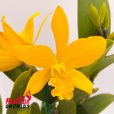Brassolaeliocattleya Gold Fire