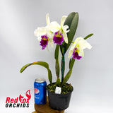 Laeliocattleya Magic Melody 'Superb' X Blc. Burdekin Springtime