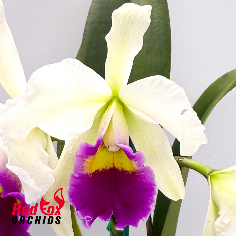 Laeliocattleya Magic Melody 'Superb' X Blc. Burdekin Springtime