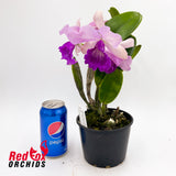 Potinara Hsinying Pink Doll 'Hsinying' x Cattleya tenebrosa 'Giant'