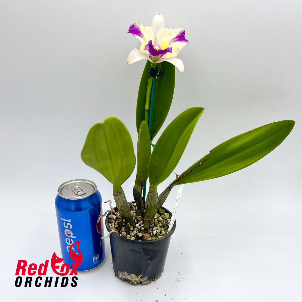Brassolaeliocattleya Tzeng-Wen Dragon x Brassolaeliocattleya Rosella's Lovely Sunset
