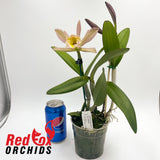 Brassocattleya Holfordii