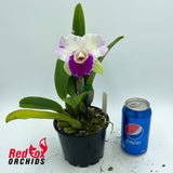 Laeliocattleya Mildred Rives 'Orchidglade' X Blc. (Haw Yuan Beauty X Melody Fair)