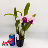 Brassolaeliocattleya Tzeng-Wen Dragon X C. purpurata var. carnea