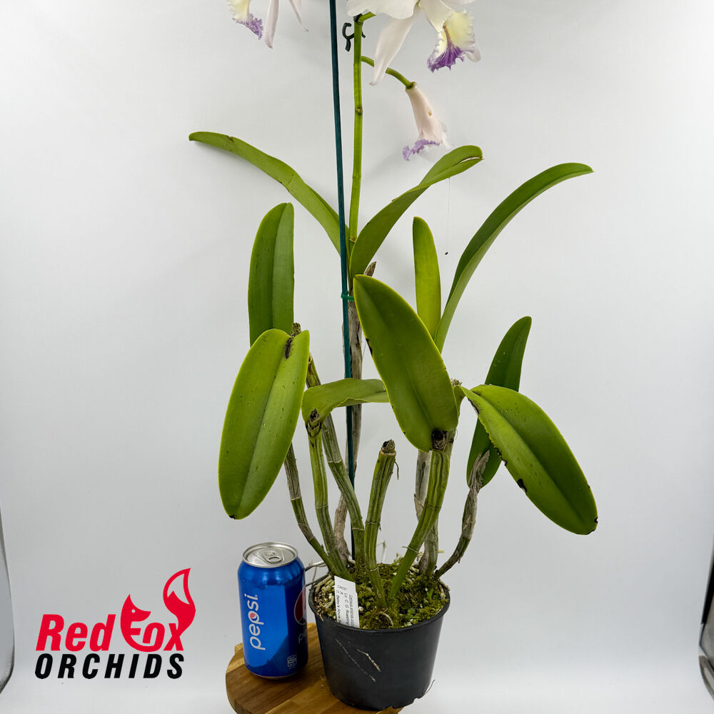 Laeliocattleya C. G. Roebling 'Blue Indigo' X C. Betsy's Azure Sea (4n) Blue
