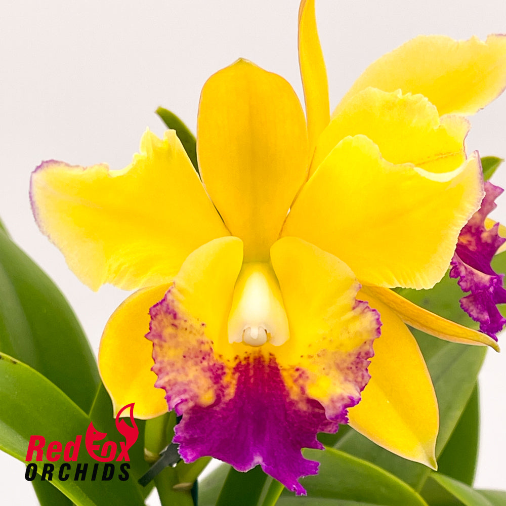 Cattleya Gene May 'Southern Cross' X Blc. Miami Gold 'Mendenhall'