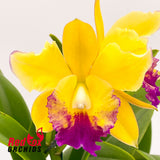 Cattleya Gene May 'Southern Cross' X Blc. Miami Gold 'Mendenhall'