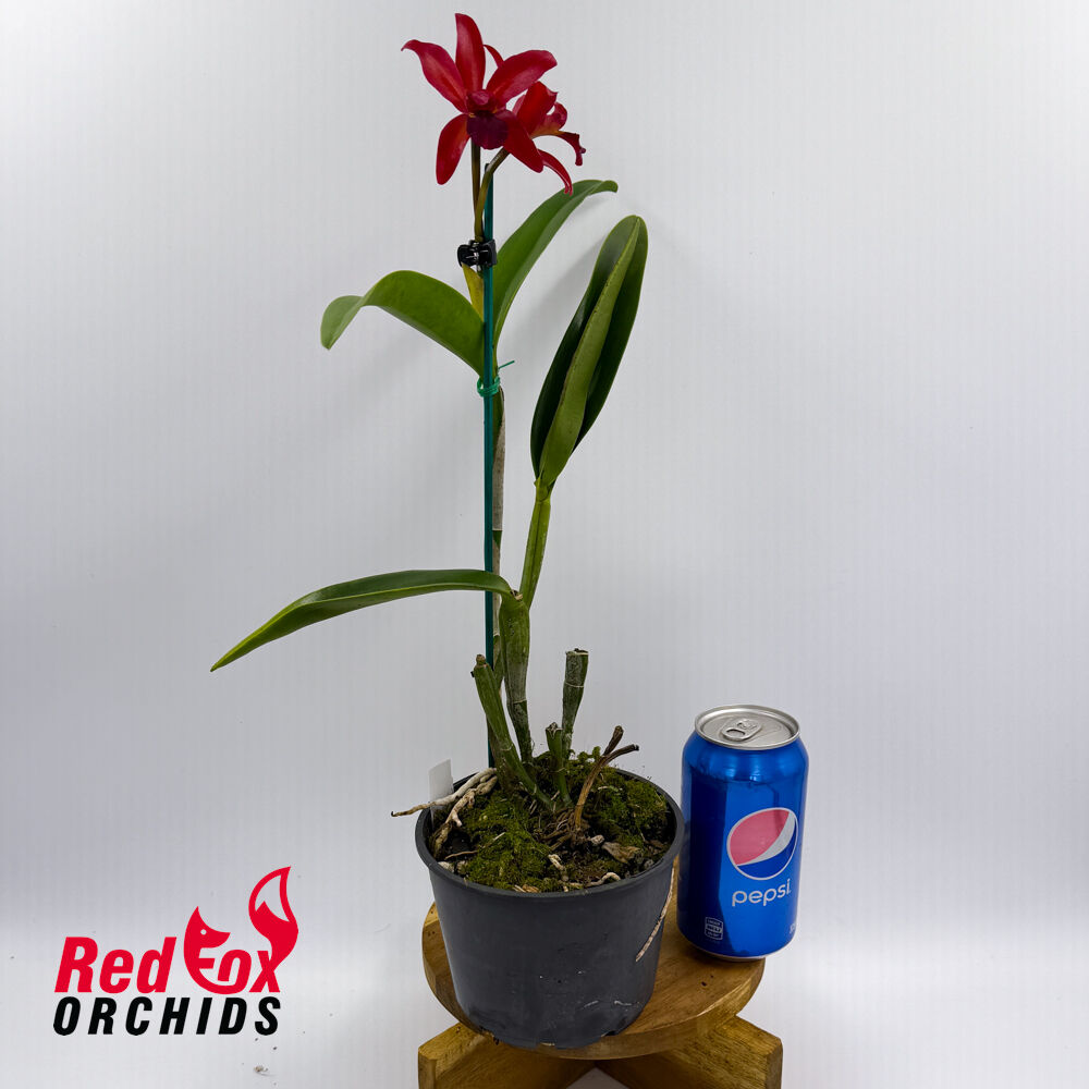 Sophrolaeliocattleya Highland Bauble X C. Deception Drop (4n) 'Red Topaz'