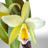 Brassolaeliocattleya (Copper Queen x Susan Holcombe) x Brassolaeliocattleya George King