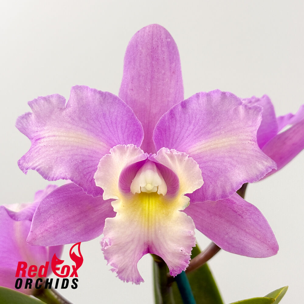 Brassolaeliocattleya Topaz Suitor 'Big Heavy Sunset' X Slc. Little Fairy (4n)