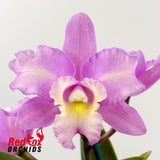 Brassolaeliocattleya Topaz Suitor 'Big Heavy Sunset' X Slc. Little Fairy (4n)