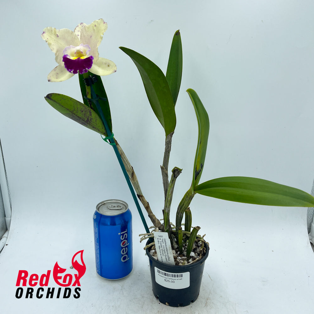 Yamadaara (Jungle Queen X Topaz Gloss) X Blc. Memoria Anna Balmores 'Convex'