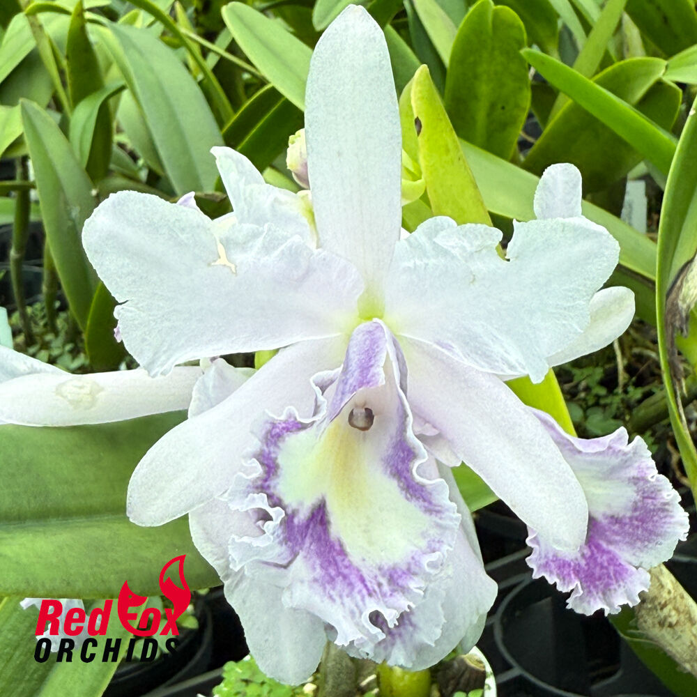 Brassolaeliocattleya Hsinying Bluejay fma. coerulea 'Blue Taiwan'