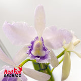 Brassolaeliocattleya Hsinying Bluejay fma. coerulea 'Blue Taiwan'