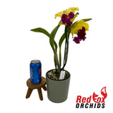 Brassolaeliocattleya Arom Gold x Golden Reign