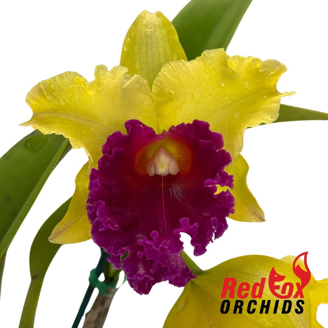 Brassolaeliocattleya Arom Gold x Golden Reign