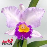 Brassolaeliocattleya Glenn Maidment x Laeliocattleya Orchid Affair