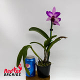 Laeliocattleya Susan Holcombe X Blc. Haw Yuan Beauty 'Hong'